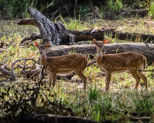 Yala National Park Safari Experience from Mirissa